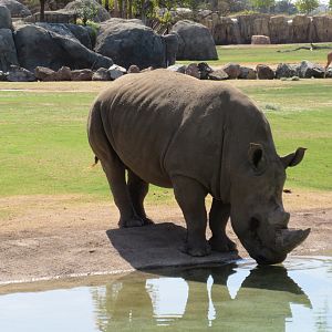 African Adventure - Southern White Rhino