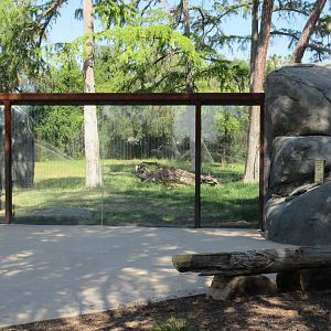 African Adventure - Cheetah Exhibit