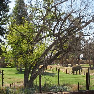 African Adventure - Second African Elephant Exhibit