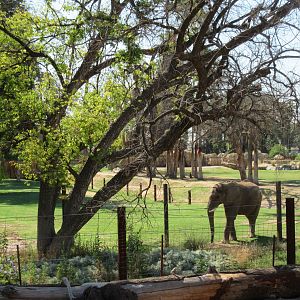 African Adventure - Second African Elephant Exhibit