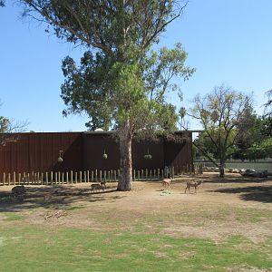 African Adventure - Giraffe Yard