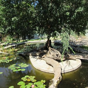 Spotted-Necked Otter Exhibit (old pinniped pool)