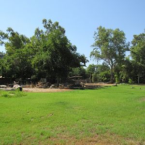 Future Asian Complex (Malayan Tigers and Sloth Bears)