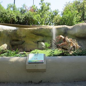 White-Nosed Coati Exhibit