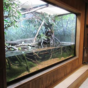 Tentacled Snake Exhibit (10-foot wide terrarium)