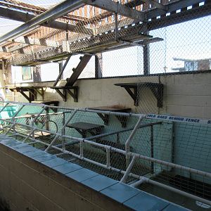California Sea Lion Exhibit