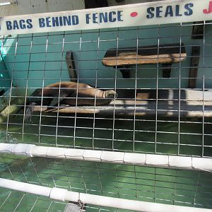 California Sea Lion Exhibit