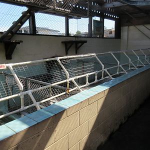 California Sea Lion Exhibit