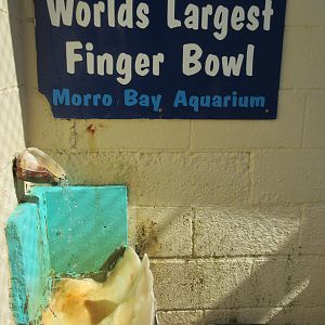 World's Largest Finger Bowl - Bizarre!!!