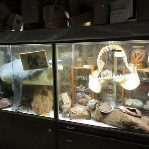 Curiosity Cabinet Display