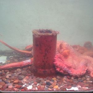 Giant Pacific Octopus Exhibit
