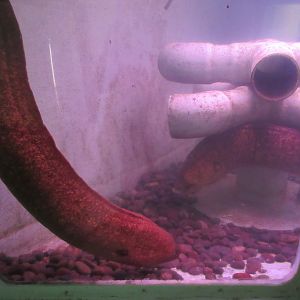 California Moray Eel Exhibit