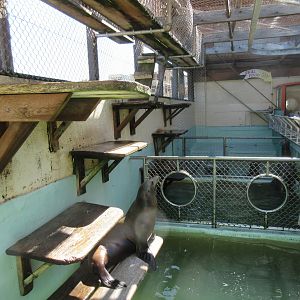 California Sea Lion Exhibit