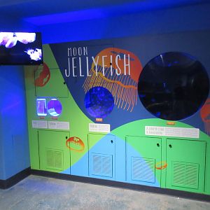 Moon Jellyfish Tanks