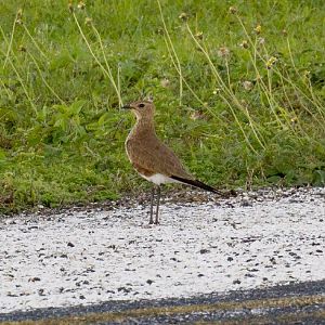 Australian Pratincole