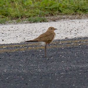 Australian Pratincole