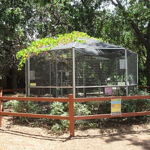 Turkey Vulture Aviary