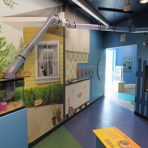 Domestic Rat Exhibit (with overhead tubes)