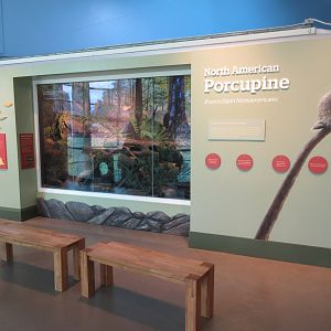 North American Porcupine Exhibit