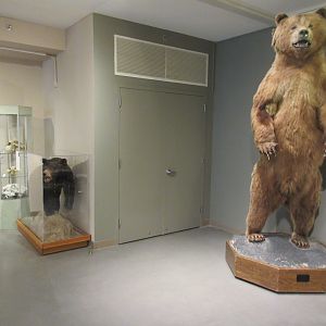 Taxidermy Bears