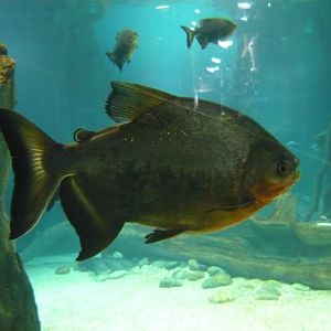 Red-bellied pacu