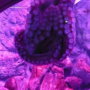 Giant Pacific octopus