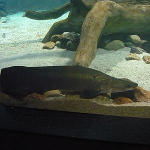 Arapaima