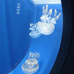 Rhizostome jellyfishes