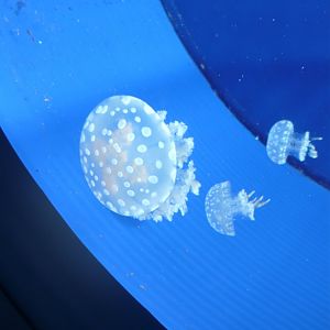 Rhizostome jellyfishes