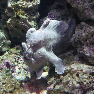Frogfish