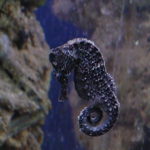 Seahorse
