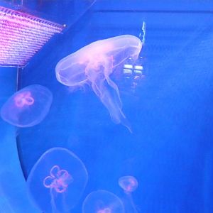 Moon jellyfishes