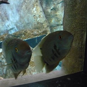 Banded cichlids
