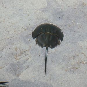 Horseshoe crab