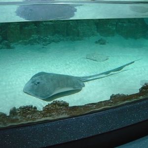 Stingrays