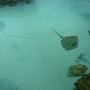 Stingrays