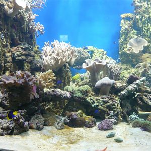 Reef tank