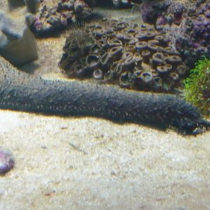 Black sea cucumber