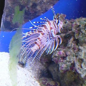 Lionfish