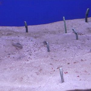 Garden eels