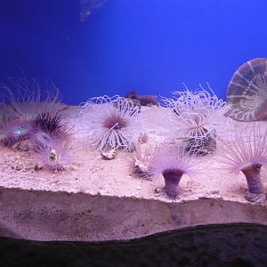 Tube-dwelling anemones and Sea anemones