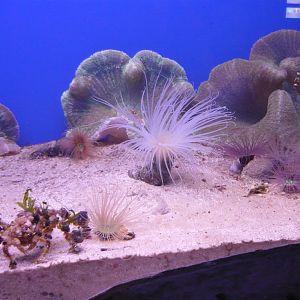 Tube-dwelling anemones, Sea anemones and Spider decorator crab