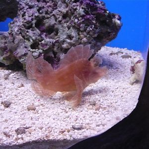 Scorpionfish