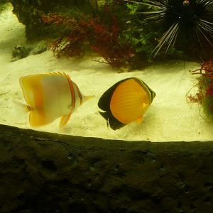 Margined coralfish and Arabian butterflyfish