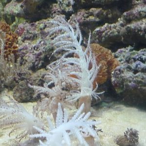 Soft coral