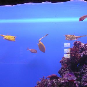 Cowfishes and boxfishes