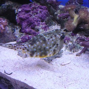 Longhorn cowfish