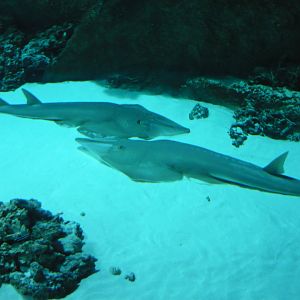 Guitarfishes