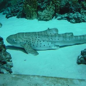 Zebra shark