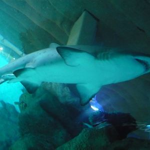 sand tiger shark